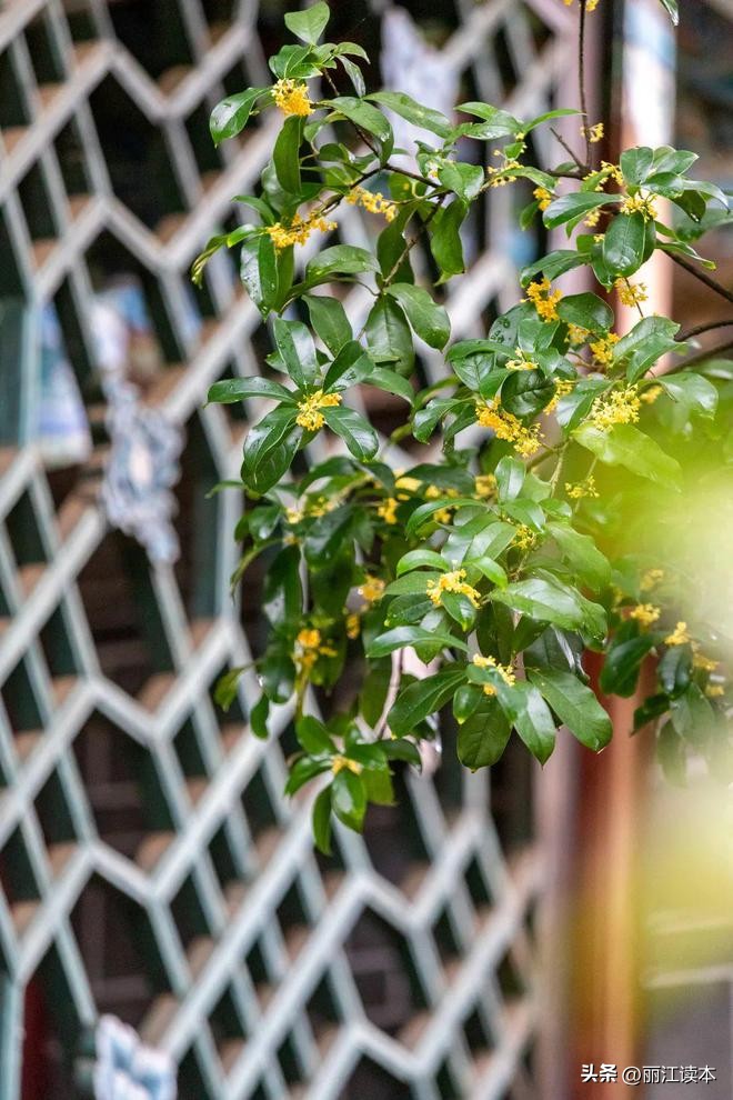 满城桂花香桂林,满城桂花香味