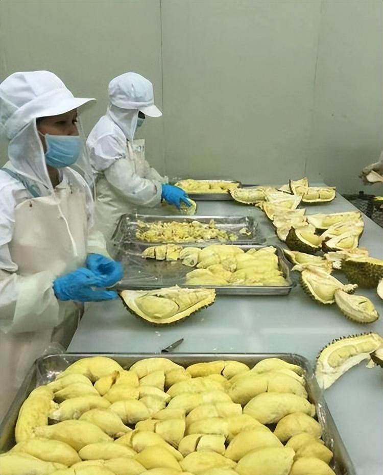 鲜榴莲为什么贵,鲜榴莲会有什么质量问题