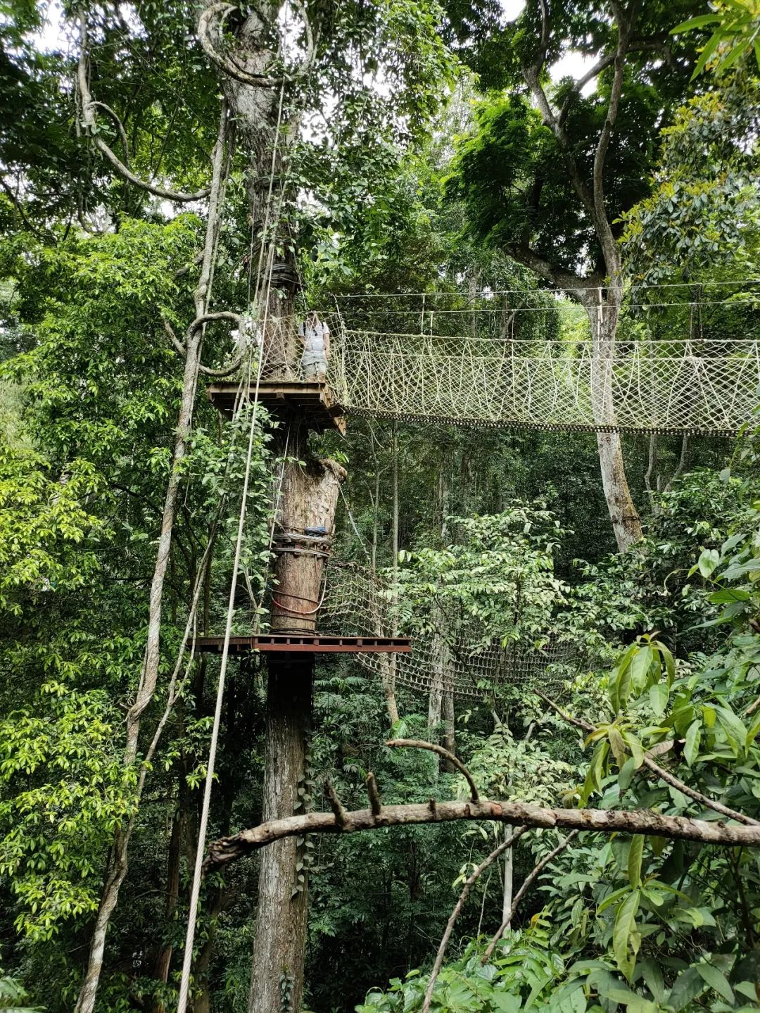 西双版纳七天六夜攻略,西双版纳五天六夜之旅完美结束