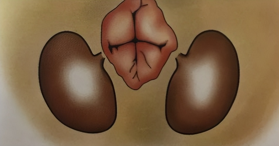 猫咪的肛门腺需要挤吗？真相来了