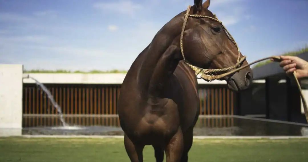 阿根廷EstudioRamos建筑事务所-真诚的现代主义！|EstudioRamos