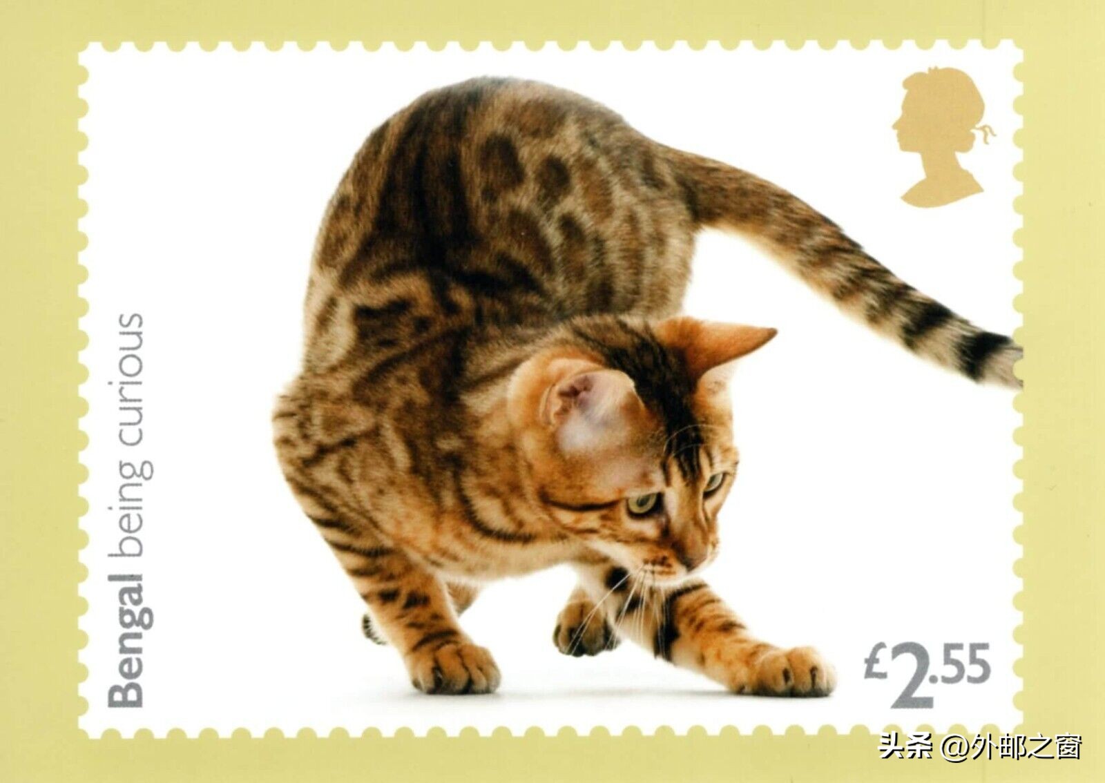 听说过吗?这些猫为邮局打工,还发工资!