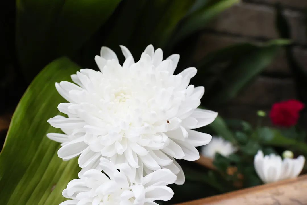 微商模式冲破“白色战争”，认养一头牛谋求洗白，财务数据存疑