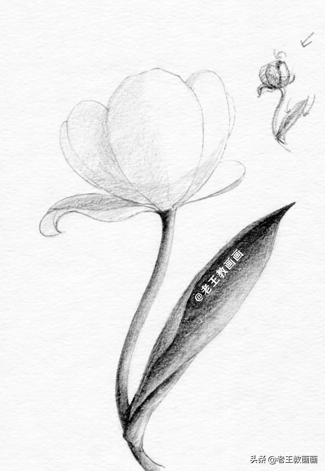 用铅笔画一幅花儿草儿真美丽的画,花儿风景画铅笔画