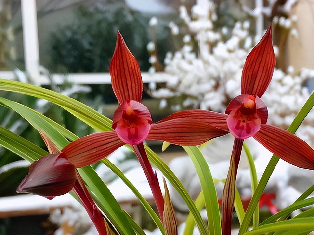 此兰是“云南色花之王”，珍品红素，兰香四溢，开花后仙气十足