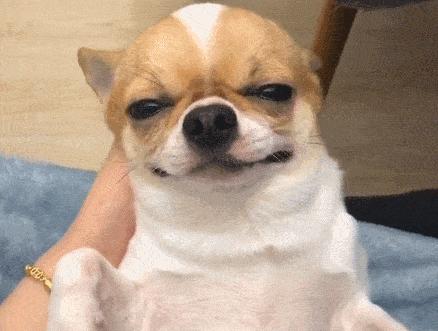 冬季养吉娃娃，这样做相当于给它“折寿”