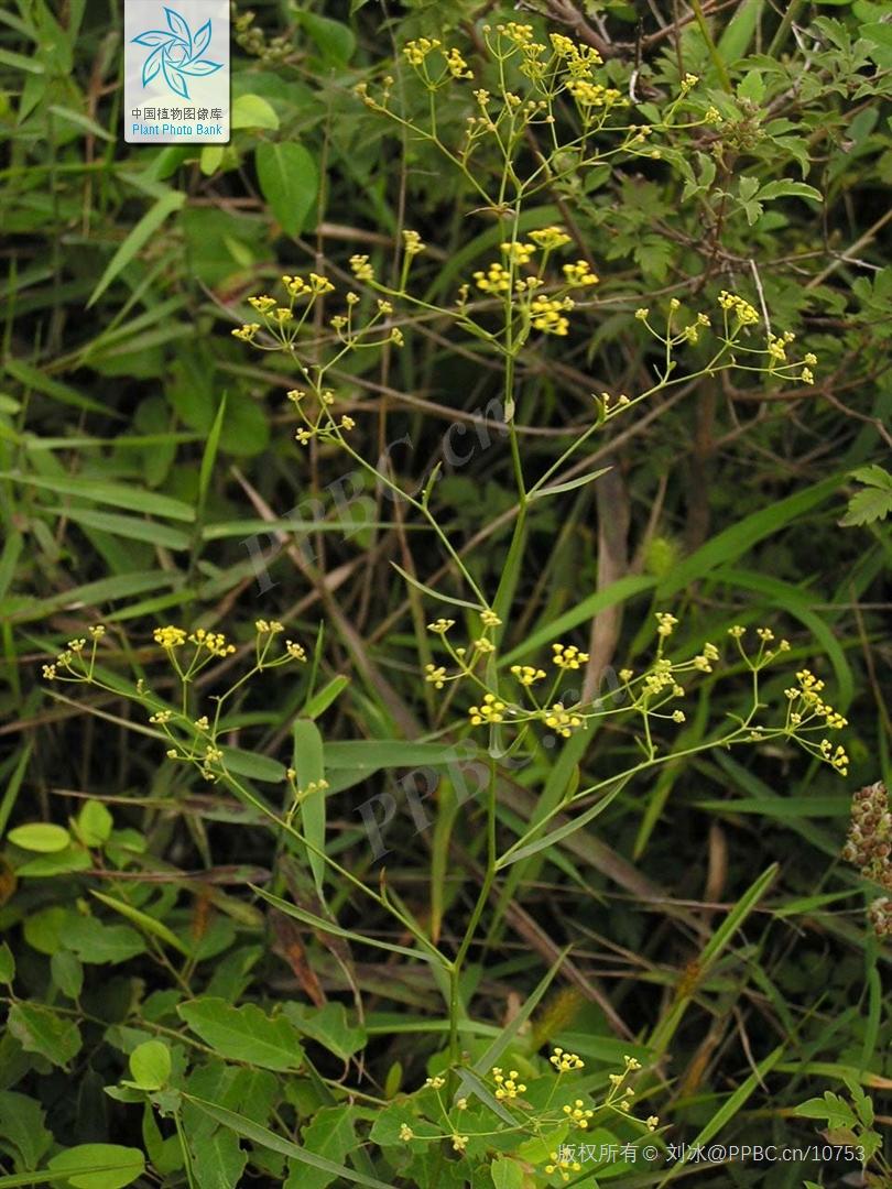 欣擎茹草踏春来·柴胡