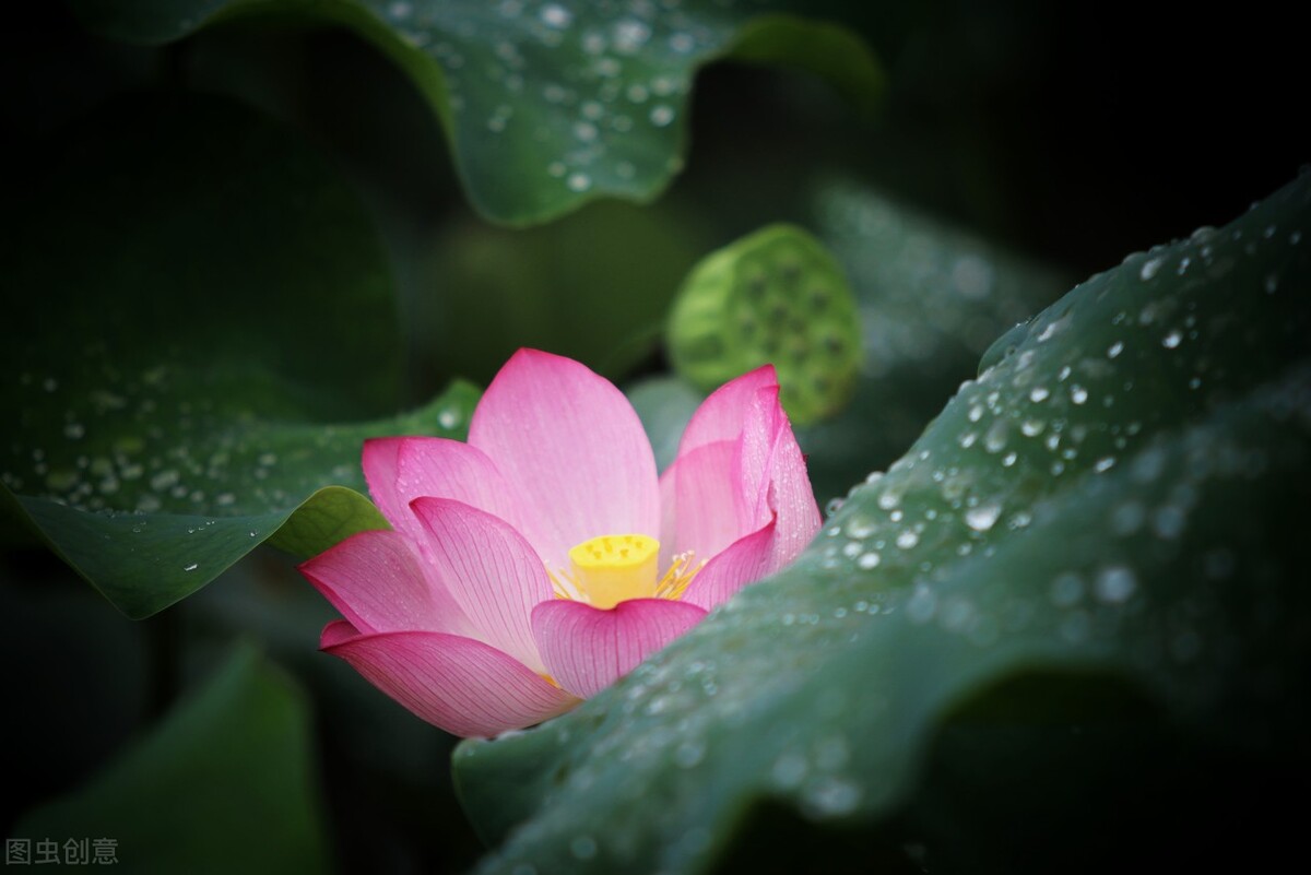 十二首诗词中的“佳人”，梅、月、荷、山，“风景四佳人”