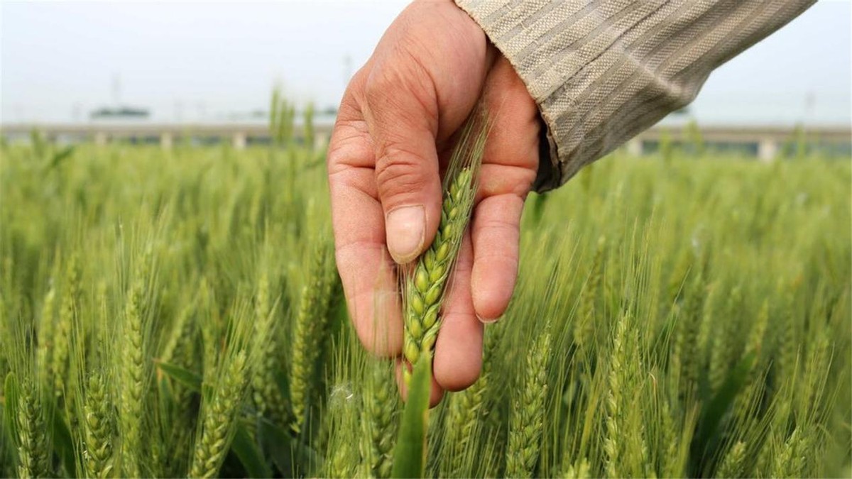 河南严禁任何毁麦事件发生,河南省严禁毁麦事件