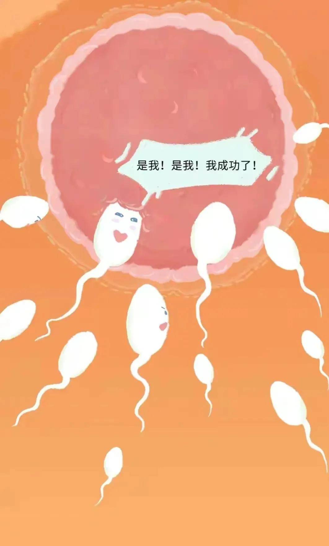 如何怀孕具体步骤图片,怎样才会怀孕简单的图片