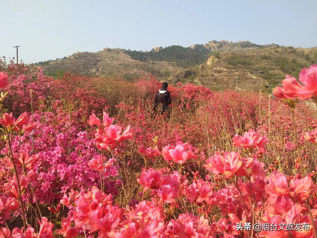 大山里映山红好美,映山红的美丽之处