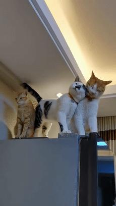 70万网友在线围观我家猫猫“搞黄色”：越看越上头，越看越变态