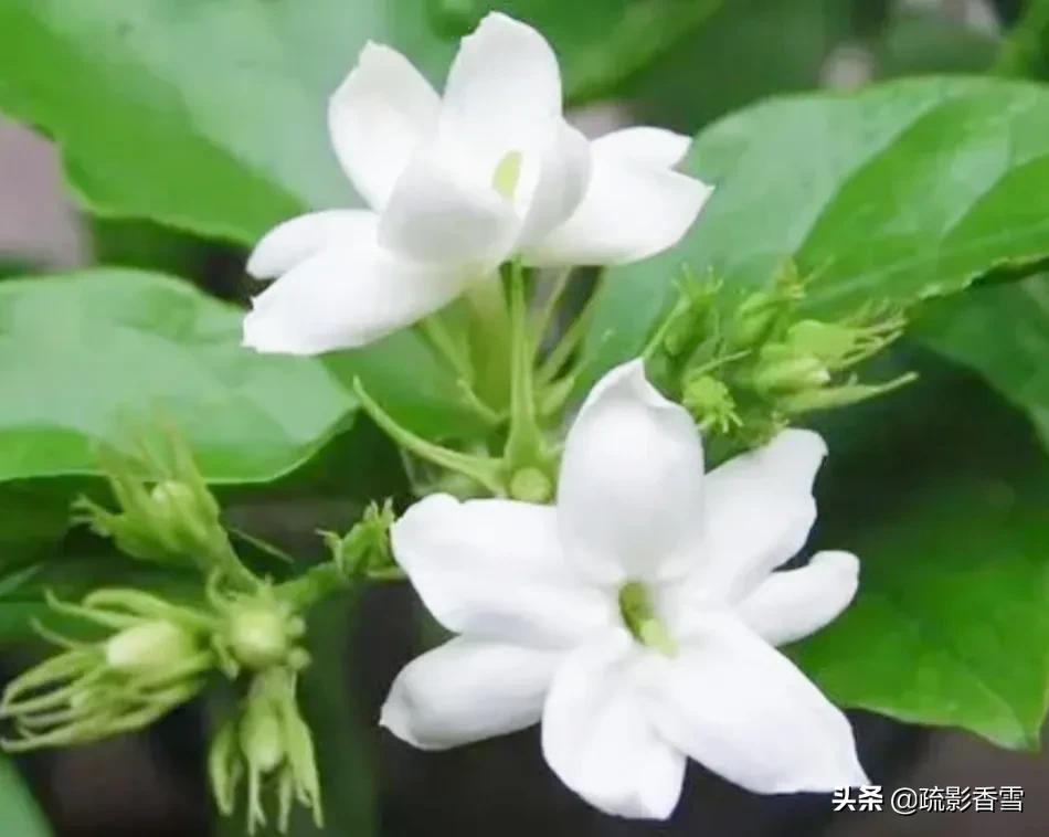 世间纵有百媚千娇，惟愿悠悠茉莉香，伴君岁月长