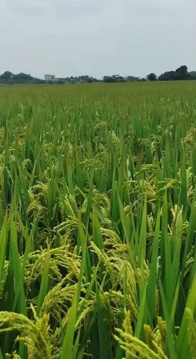 发展“禾下经济”亩收益达1万元！“小明大米”走稳高端赣米品牌