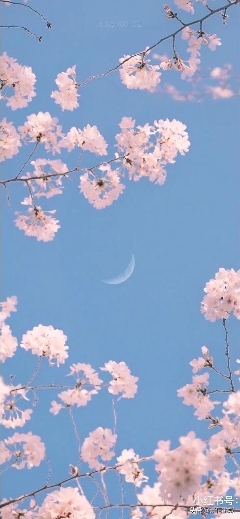 上海的浪漫鲜花,上海最美的鲜花