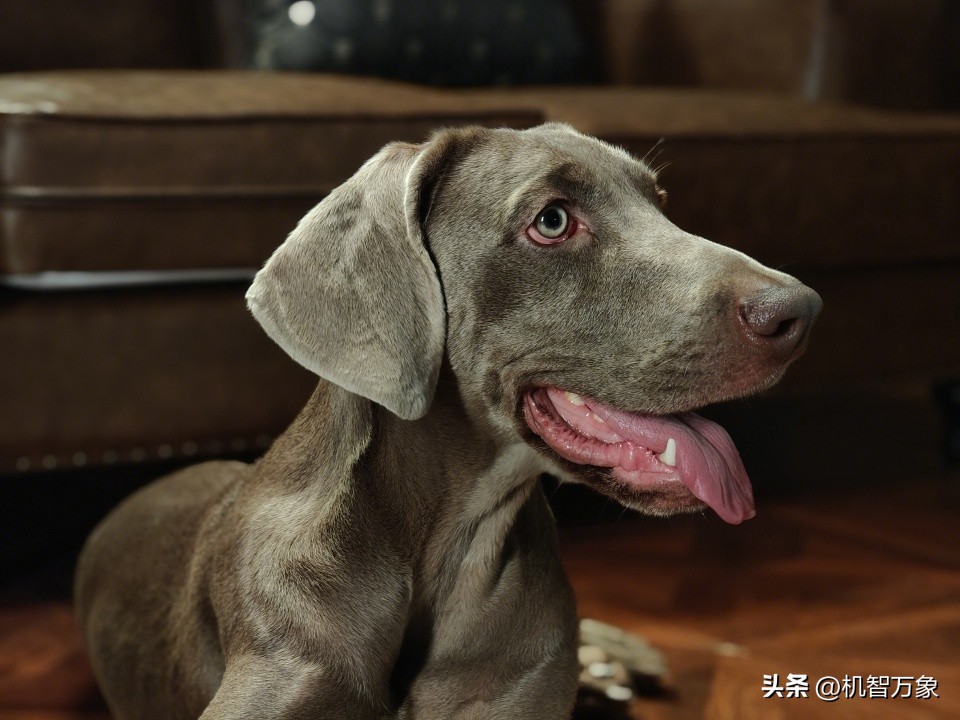 opporeno10pro澶滄櫄鎷嶇収鏁堟灉,opporeno10pro鎷嶇収鏍峰紶