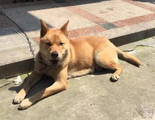 土狗基本都是什么品种,土狗哪个品种比较大