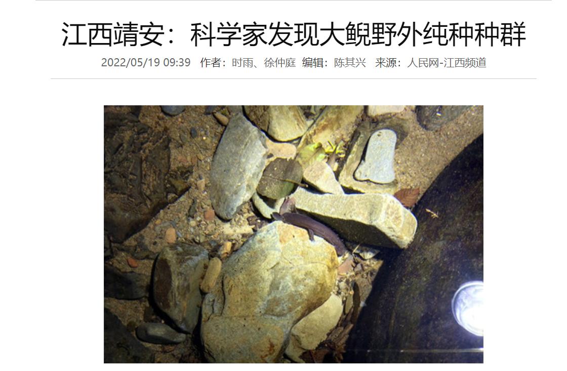 中国的娃娃鱼图片和特征,我国发现纯种野生娃娃鱼