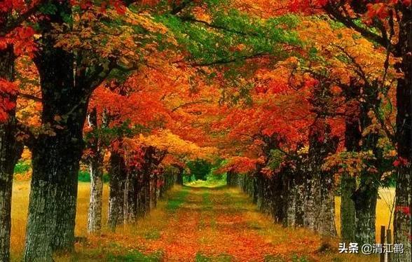 植树树苗怎么选,植树节的树苗一般哪里找