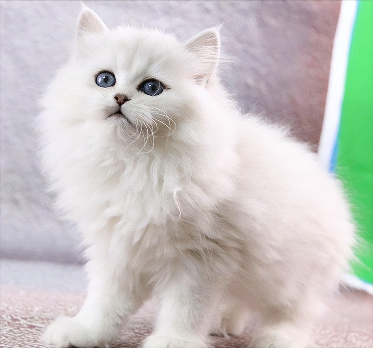 什么样的猫最好养又吉祥,什么猫好养比较聪明旺财