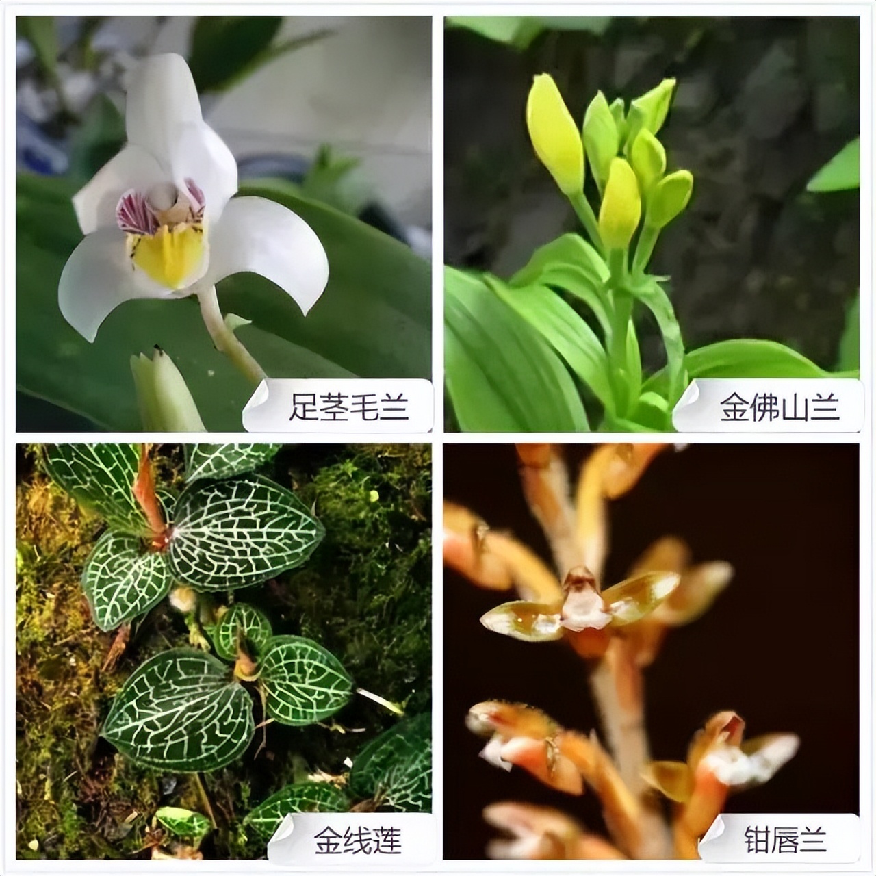 常见兰花品种图片名称及介绍大全,各种兰花品种名称及图片大全