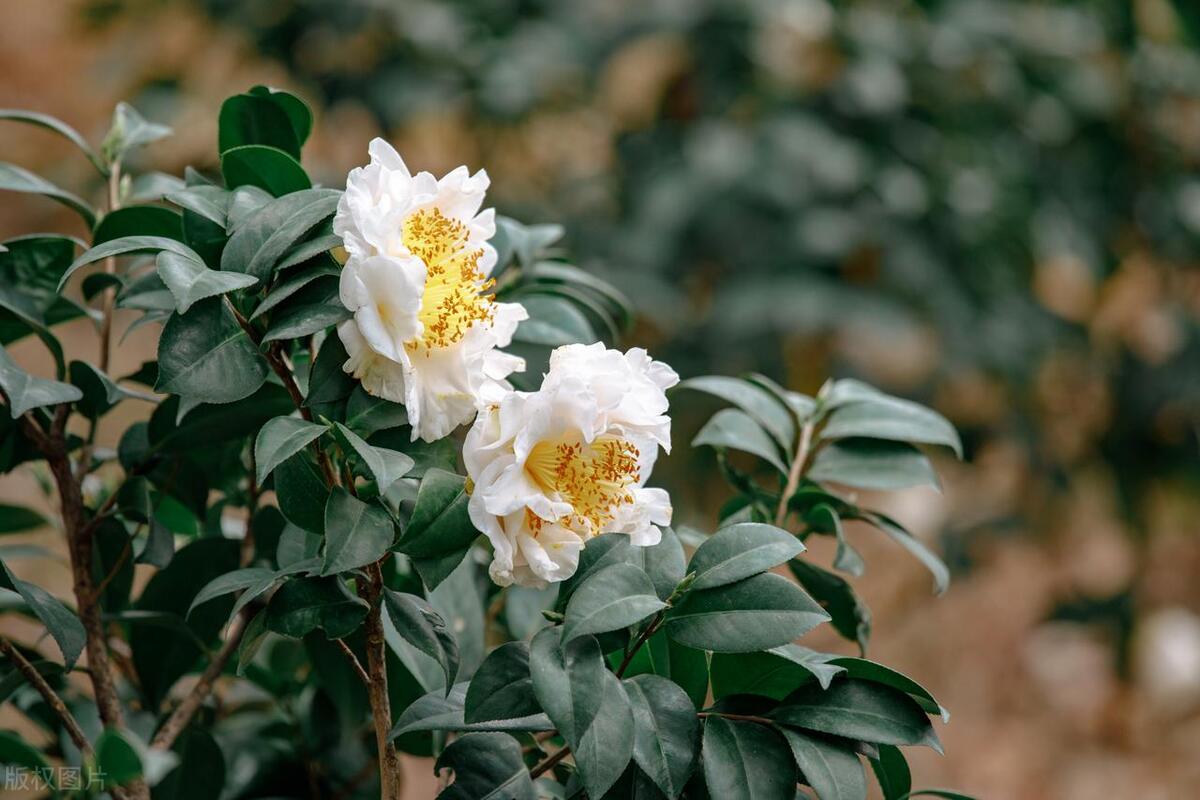 山茶花什么时候开花具体时间,山茶花什么时候开花花期多长