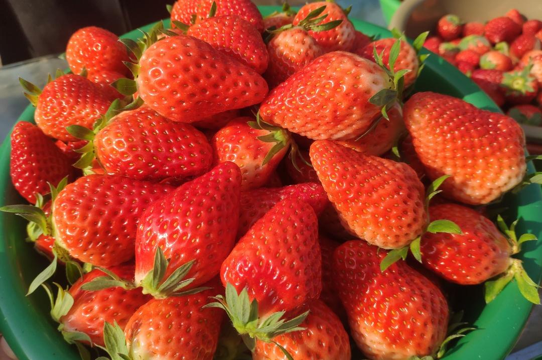 特色果业优质化发展,特色果业新政策