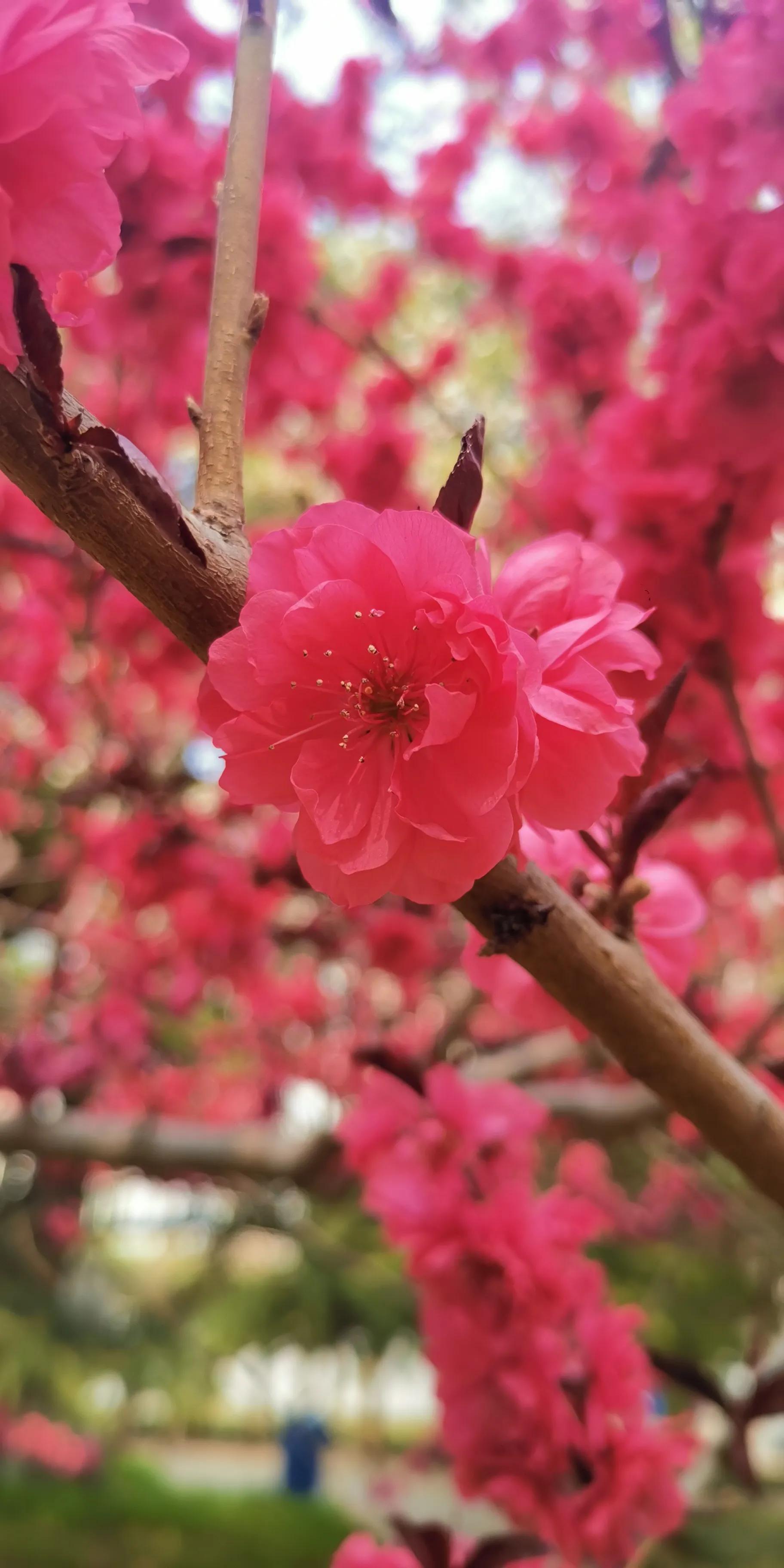 小猫小狗打架视频,小猫小狗小鸡小鸭视频