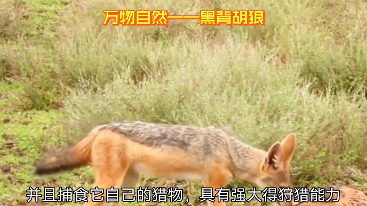 野生动物世界视频胡狼,圣地亚哥野生动物园黑背胡狼