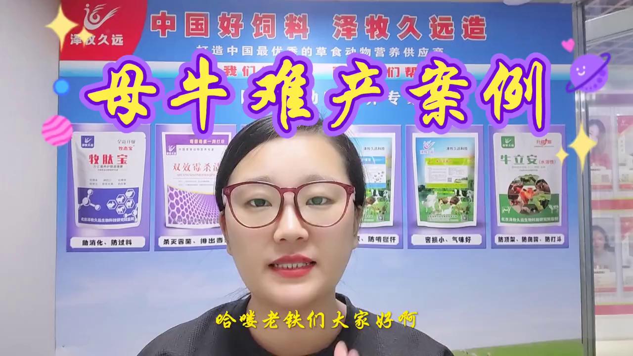 母牛难产而亡,养牛技术母牛难产助产成功