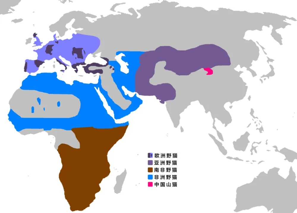 老虎豹子都会洗澡为什么猫不会,老虎为什么不会爬树猫会爬
