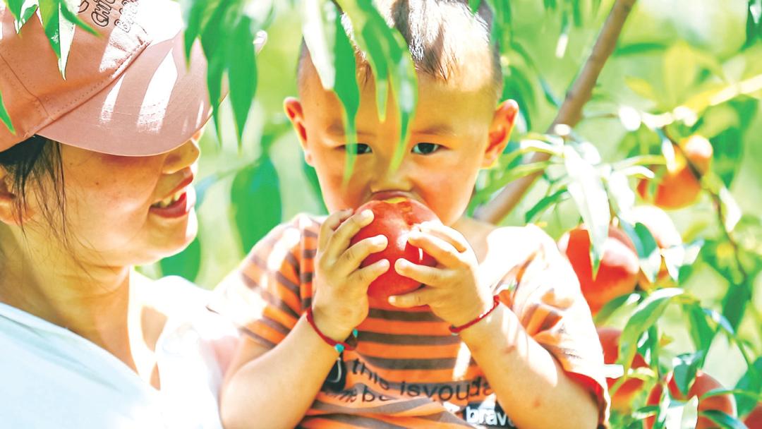 夏天的味道!房县夏日水果图鉴来啦