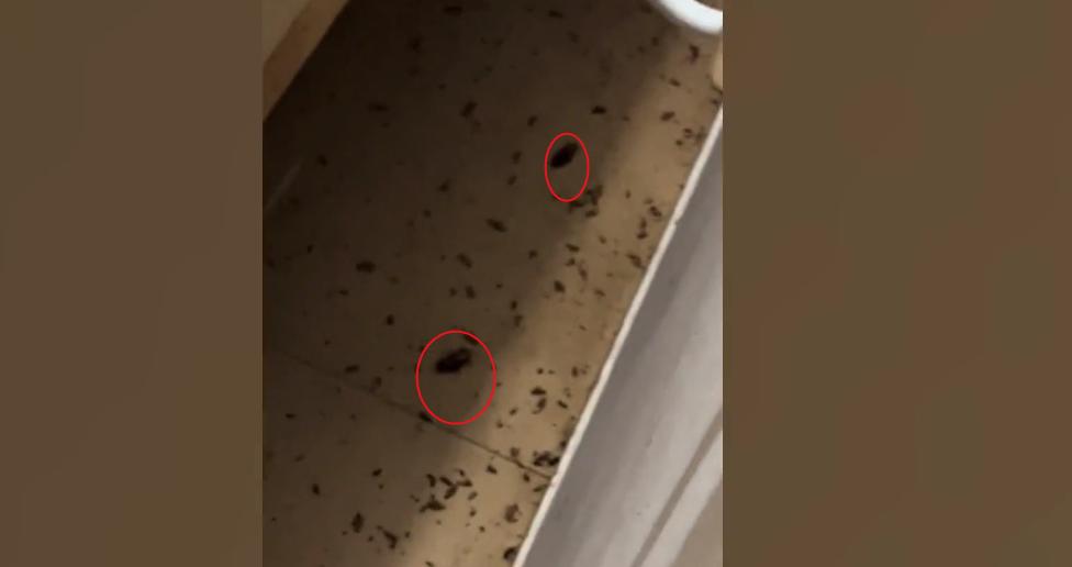 厦门一女租客房间里遍布万只蟑螂,房东房子堆满蟑螂