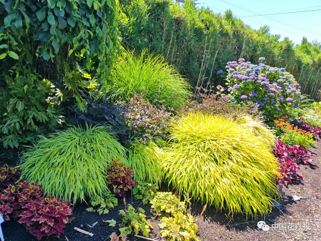 宿根花卉栽培,宿根花卉的栽培管理