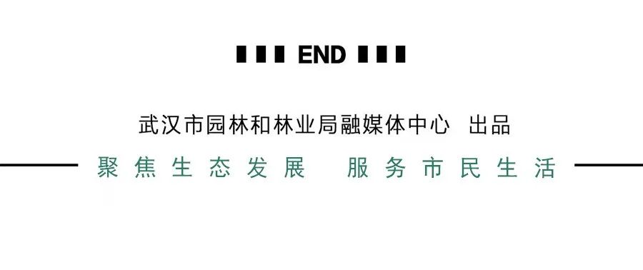 口袋公园生态美景,口袋公园小景观