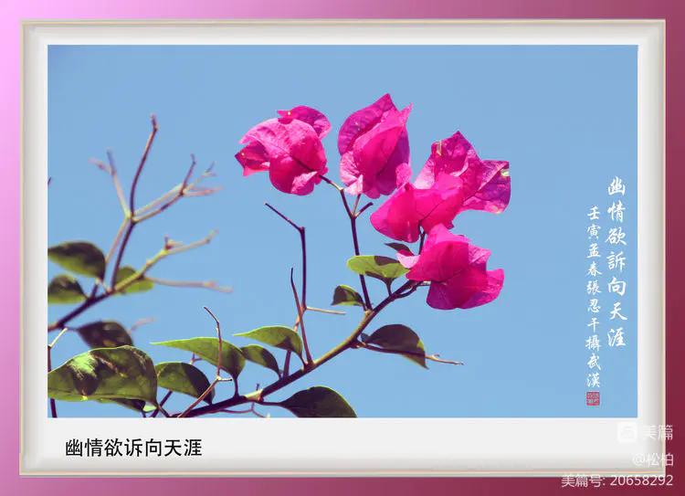 【松柏】（十四）潜情三角梅