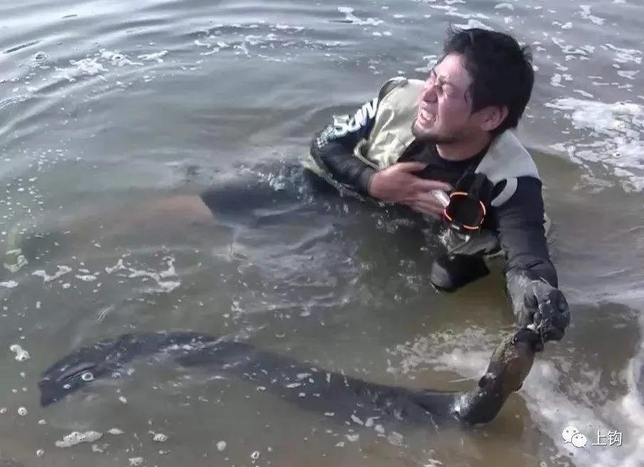 新能源电池突破也许还要靠它，地球上最会用电的动物-电鳗