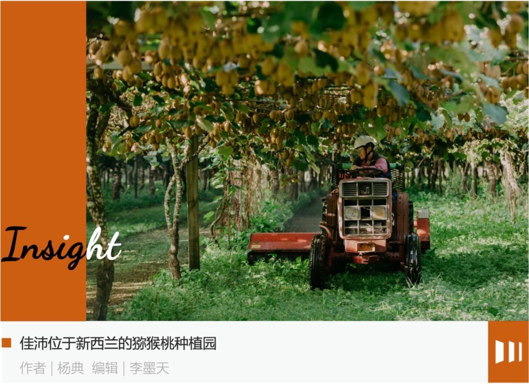 新西兰猕猴桃什么时候上市,新西兰的猕猴桃有哪些