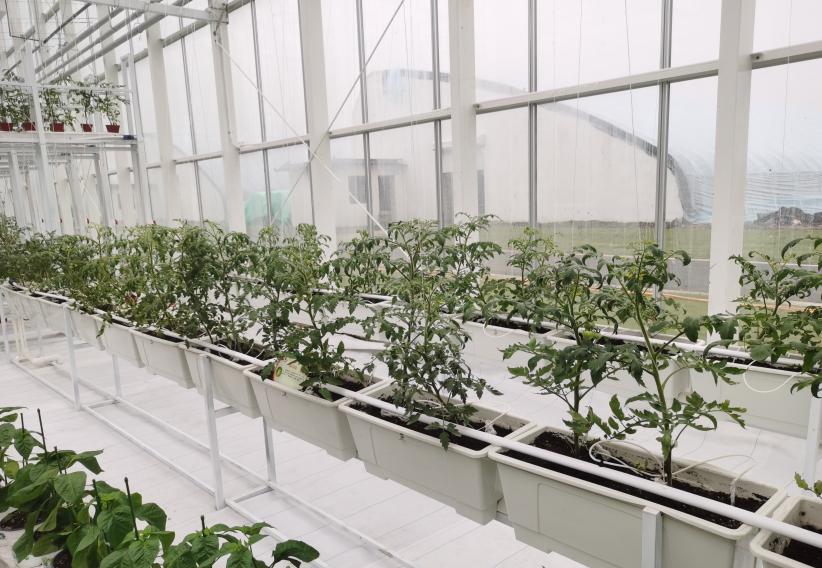 农业技术大讲堂之番茄的种植技术,连云港番茄无土栽培