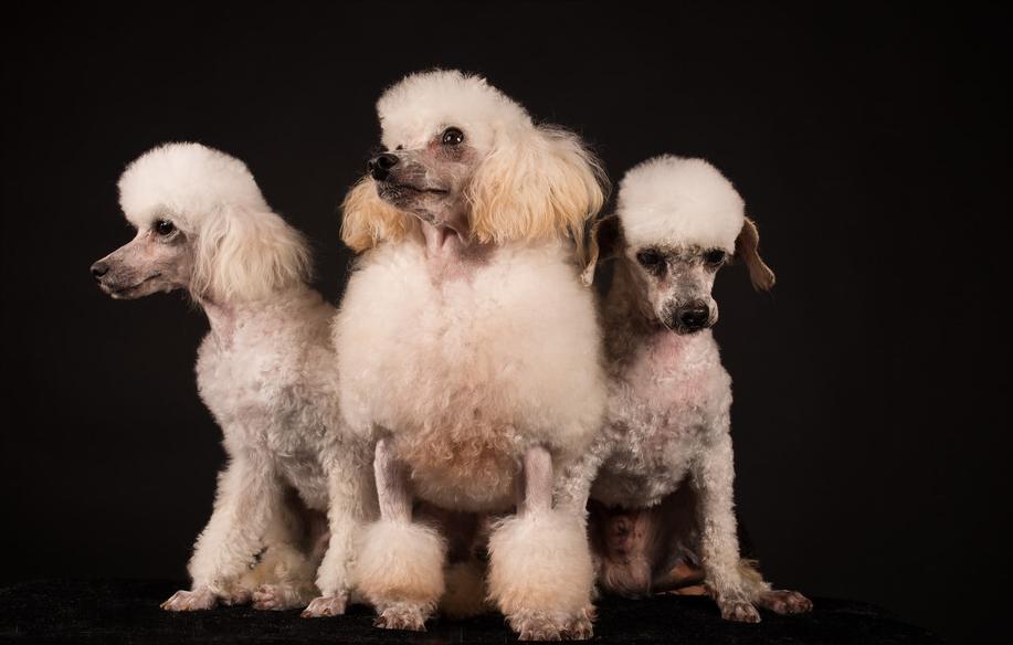 泰迪贵宾犬怎样区分,泰迪贵宾犬怎么区分