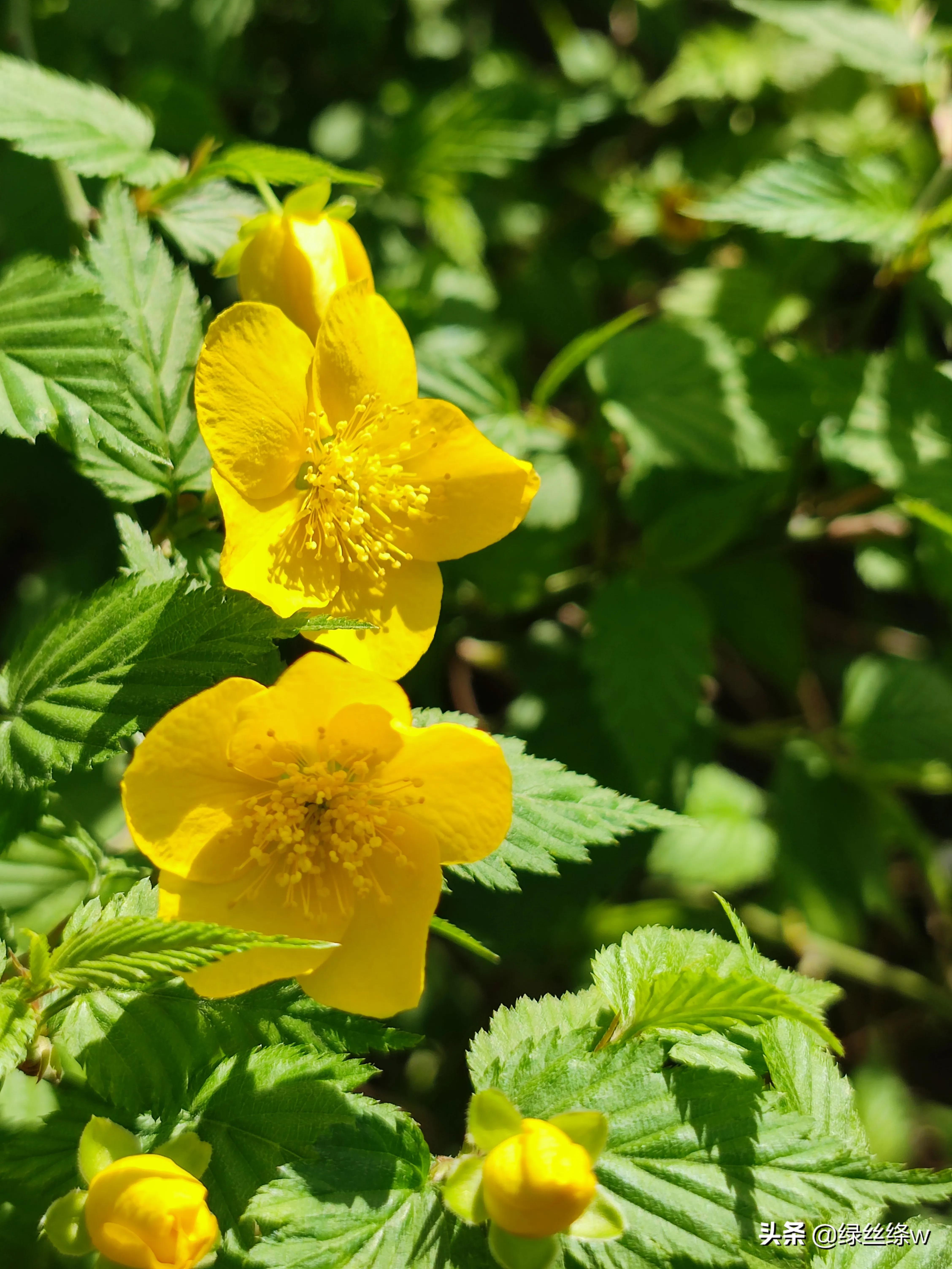 咏诗友原创诗词大全,春日赏花诗句大全