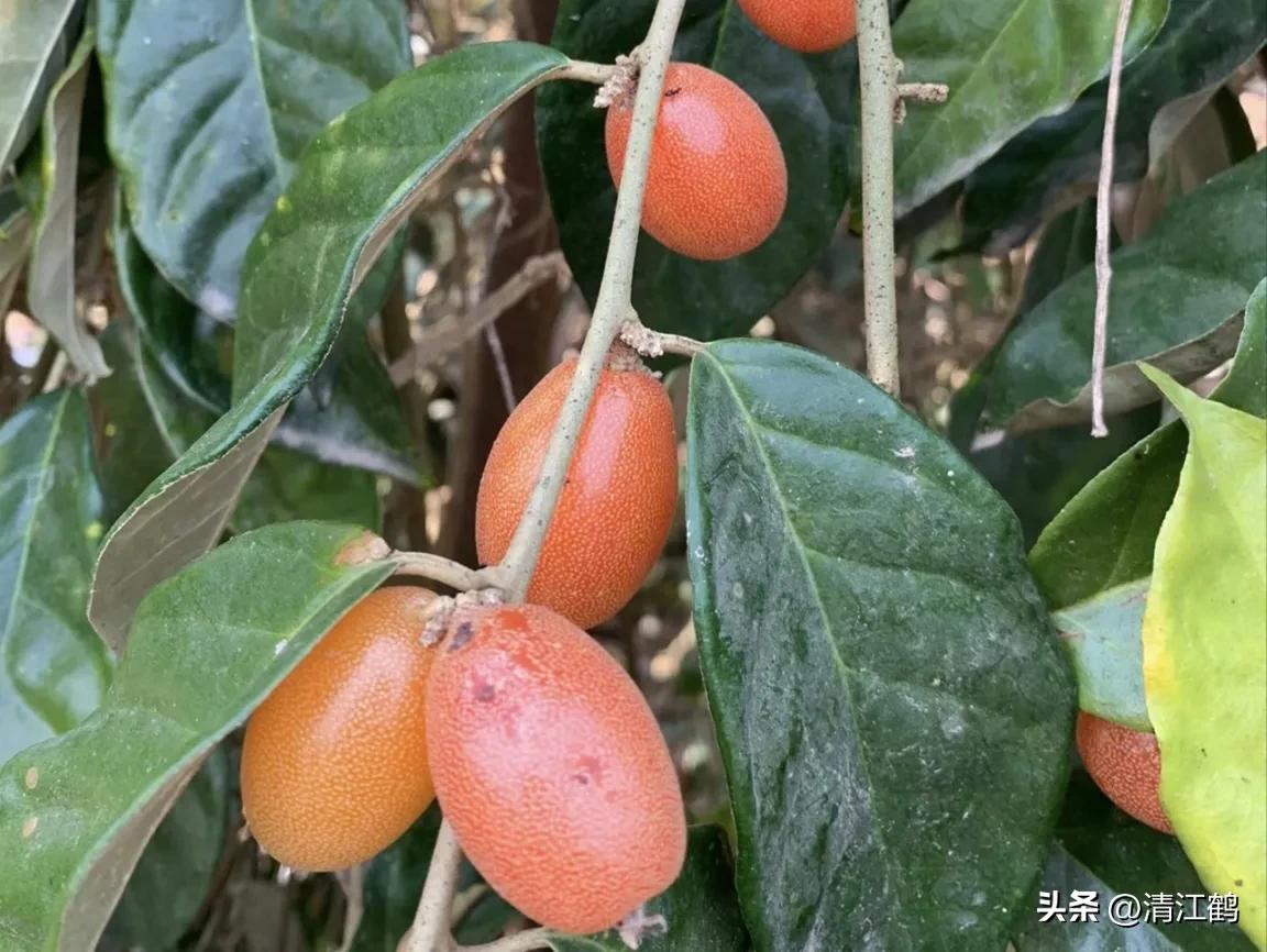 很多人没见过的奇怪生物,都没见过的奇特瓜果蔬菜