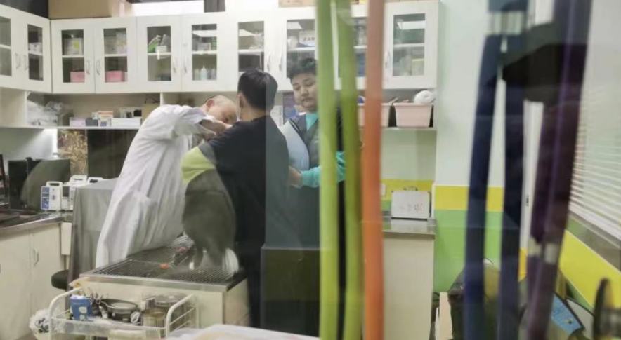 毛孩子脑袋有点发蒙,毛孩耳朵是畸形吗