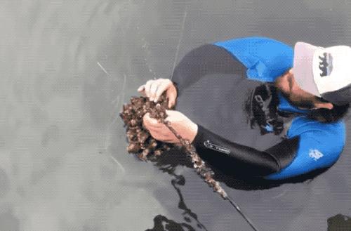 出道即巅峰，越长越退化的动物，教给科学家一绝招，解决海洋污染