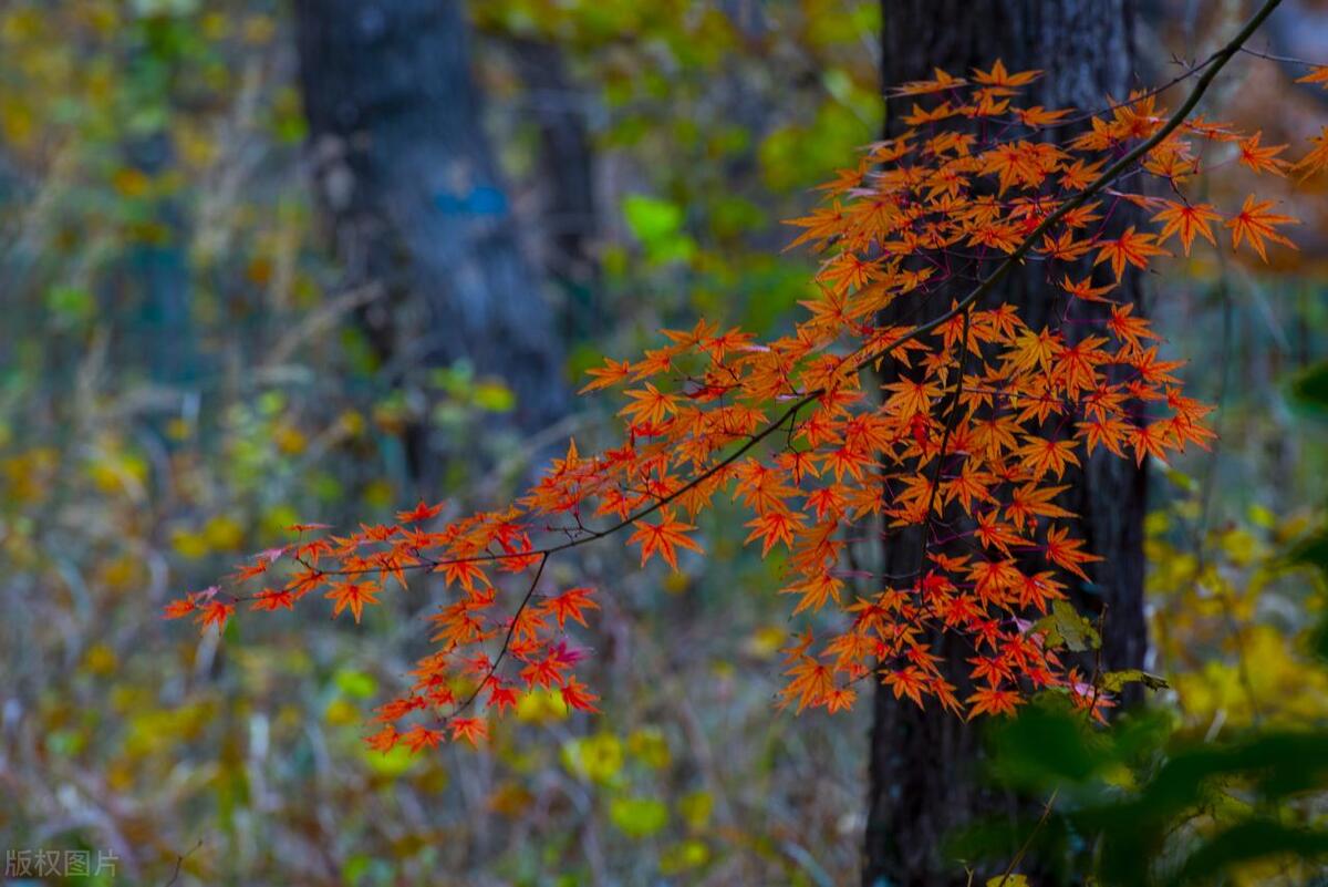山东省AAAAA旅游景点,5a级景区排行榜山东附近