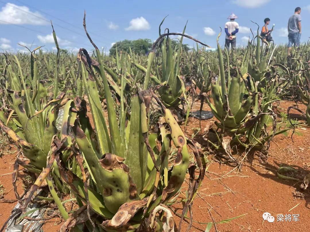 寻荟记的营销,寻荟记营销案例