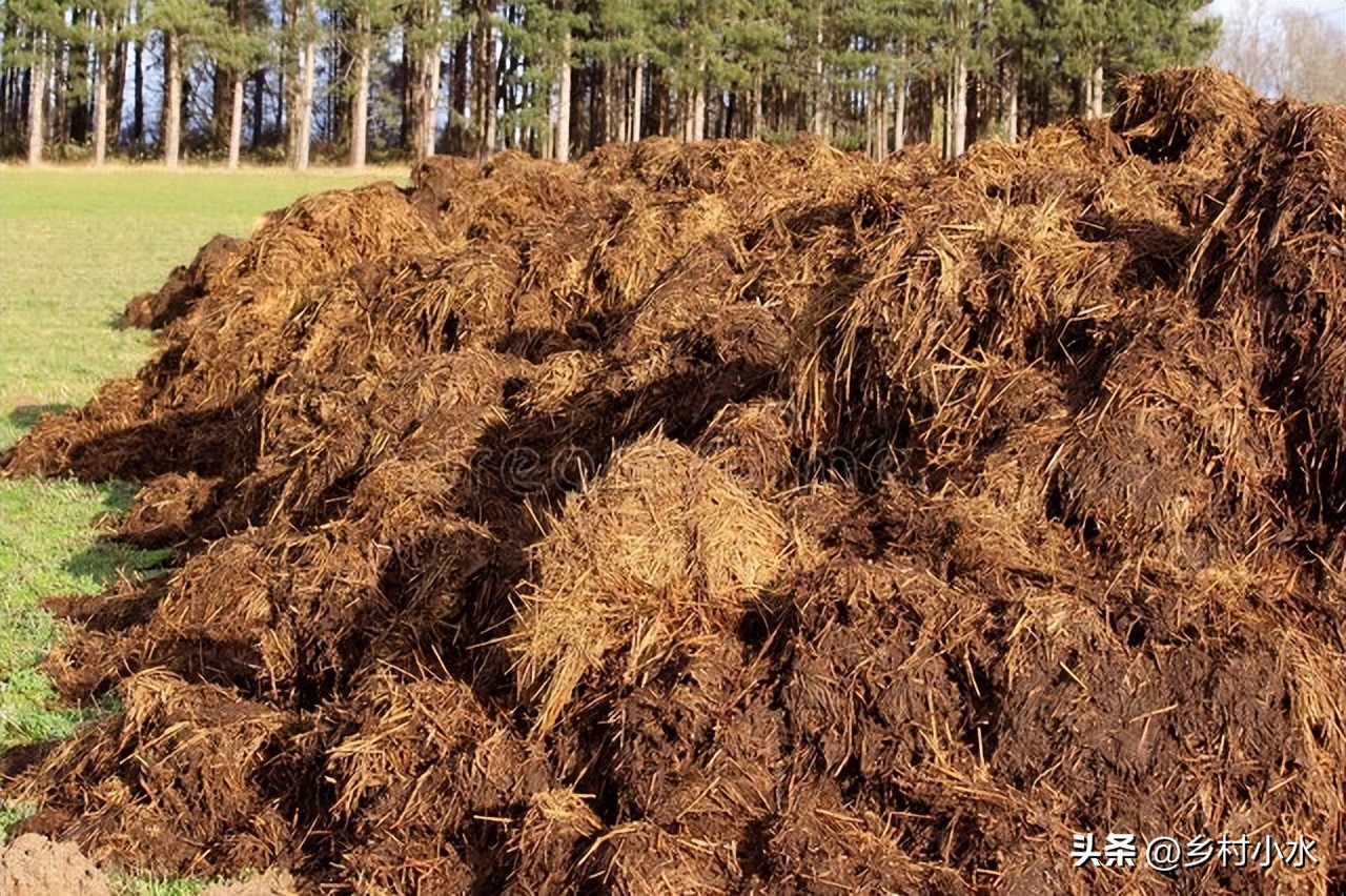蝼蛄地下害虫防治,老农用土方法灭蛴螬