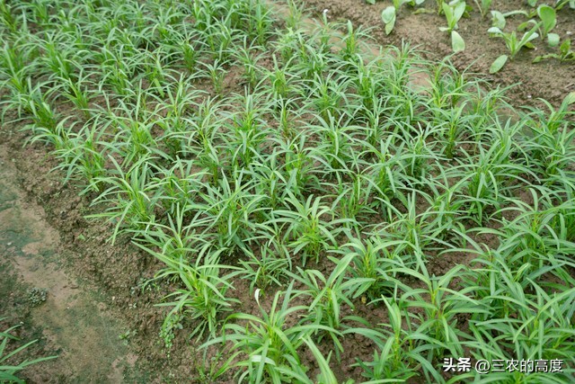 春季蔬菜种植技术讲解,春季种植蔬菜条件和方法