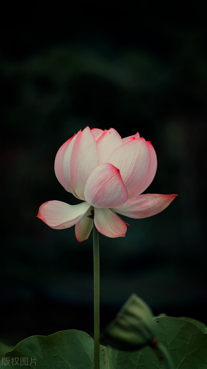 荷花图片禅意荷花,最美意境荷花图片大全