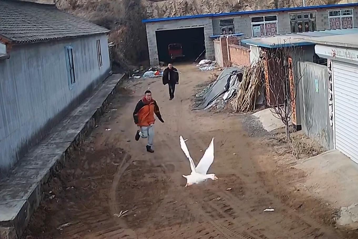 鹅被灌酒飞走,大鹅被灌酒后飞走